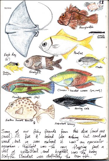 Diving logbook entry from 1988