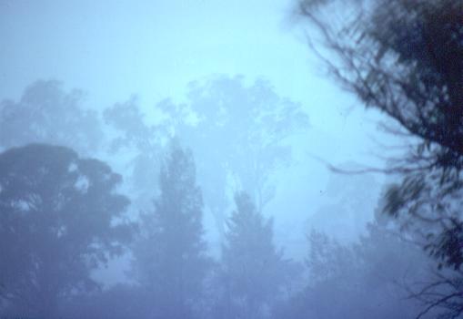 Mist in Parramatta Park