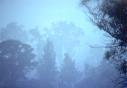 Mist in Parramatta Park
